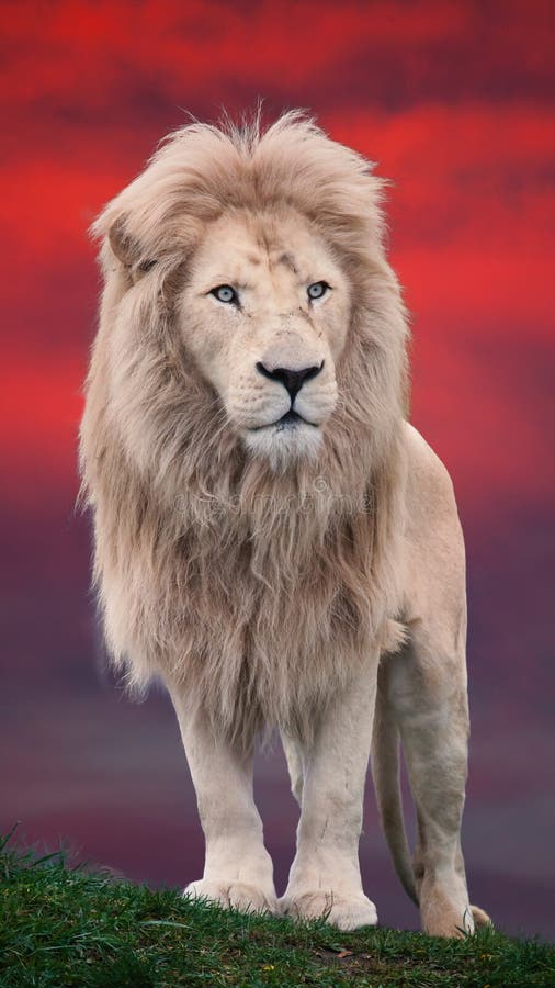 Portrait de lion avec un fond rouge Portrait de lion avec un fond rouge