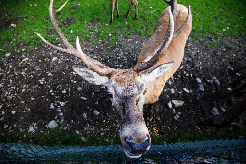 Portrait de m?le dr?le de cerfs communs rouges en for?t d'Autumn Fall image stock Portrait de m?le dr?le de cerfs communs rouges en for?t d'Autumn Fall image stock