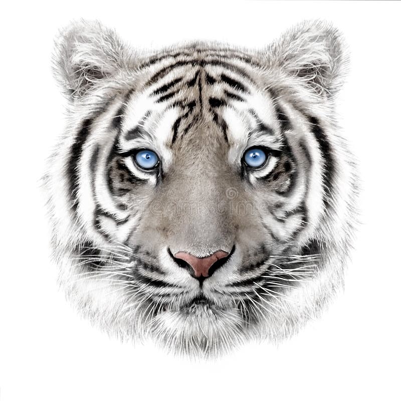Tigre Blanc Illustration Stock Illustration Du Sentation Tigre Blanc Illustration Stock Illustration Du Sentation