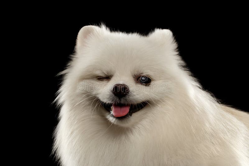 Portrait De Plan Rapproché Du Chien Blanc De Spitz De Clins