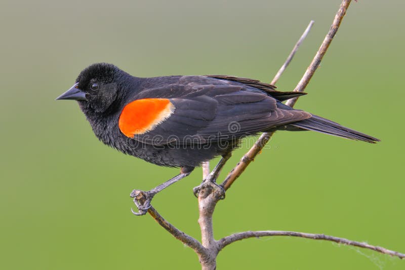 Portrait de plan rapproché de merle à ailes rouges - été perché dans la réserve de vallée du Minnesota photos libres de droits Portrait de plan rapproché de merle à ailes rouges - été perché dans la réserve de vallée du Minnesota photos libres de droits