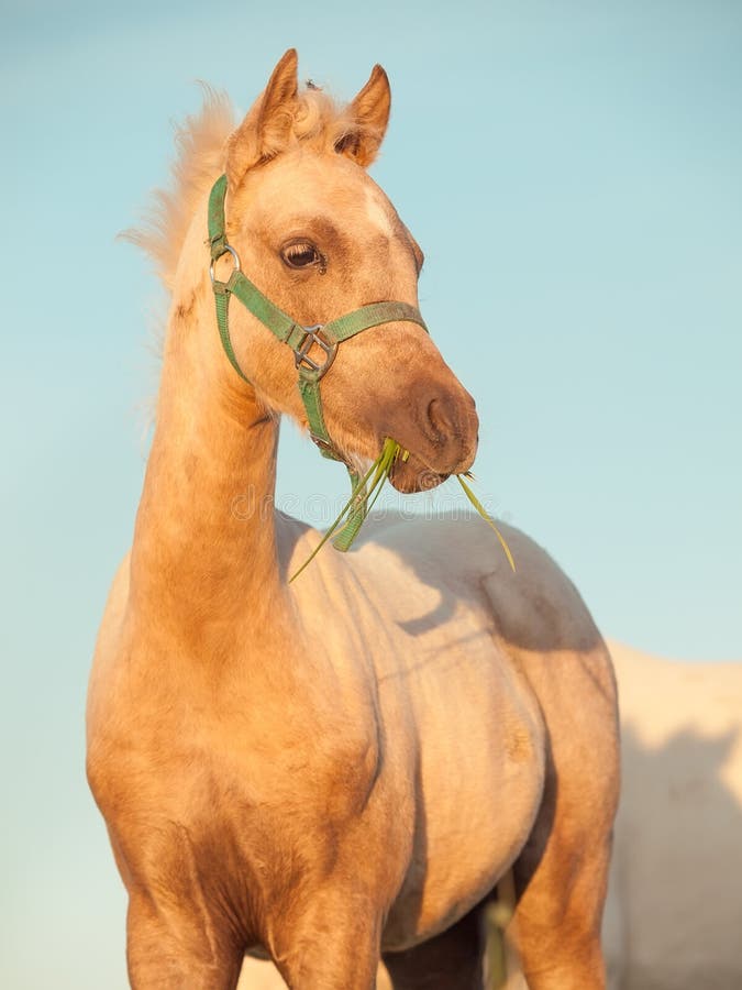 Portrait of welsh pony filly at sky background. close up. Portrait of welsh pony filly at sky background. close up.