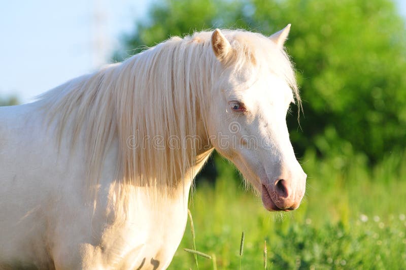 The portrait of cremello welsh pony filly. The portrait of cremello welsh pony filly