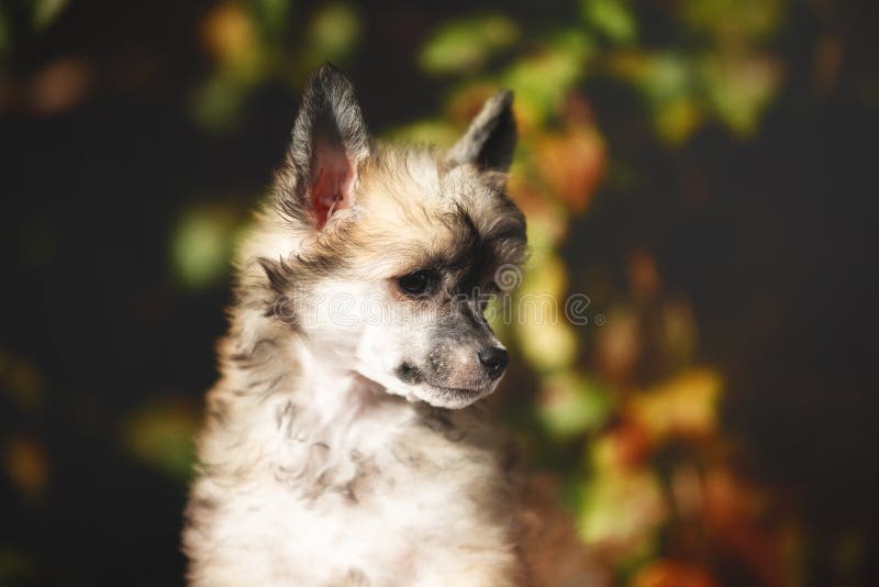 Portrait de profil de chien chinois crêté powderpuff doux dans la forêt d'automne. Image de beau chiot pelucheux photographie stock libre de droits