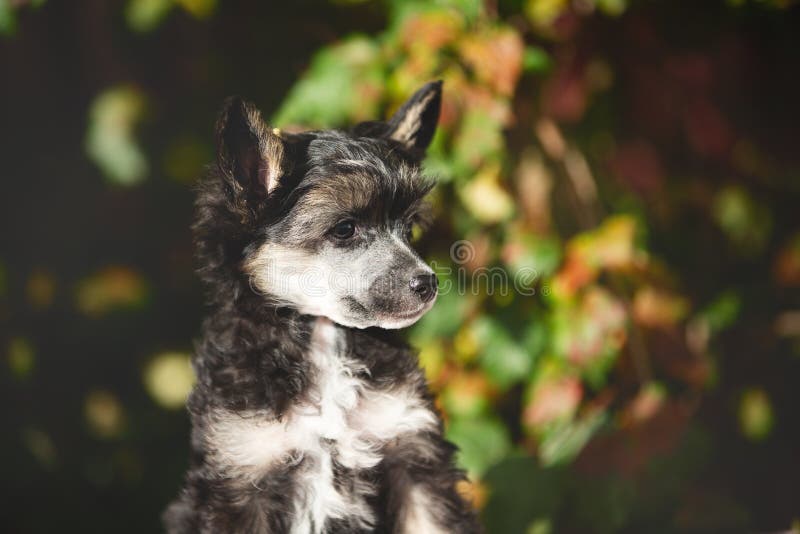 Portrait de profil de chien crêté chinois noir powderpuff mignon dans la forêt d'automne. Image de beau chiot pelucheux images stock