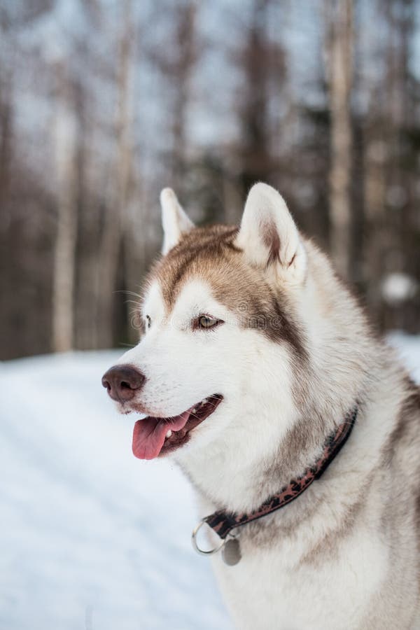 Portrait de profil de chien enroué sibérien beige et blanc avec le tonque dans la forêt d'hiver avec le fond d'arbres image libre de droits Portrait de profil de chien enroué sibérien beige et blanc avec le tonque dans la forêt d'hiver avec le fond d'arbres image libre de droits