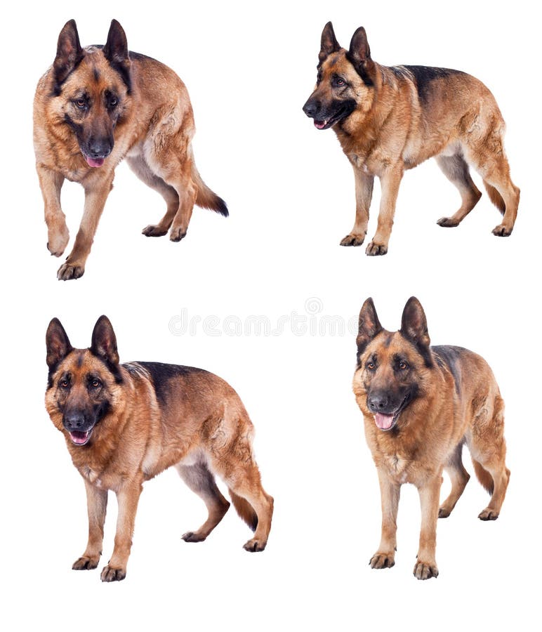 Collection de berger allemand images stock Collection de berger allemand images stock