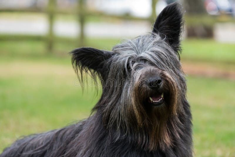 Portrait d'un Skye Terrier image stock