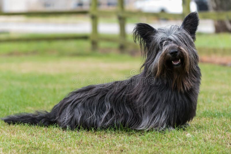 Portrait d'un Skye Terrier photos libres de droits