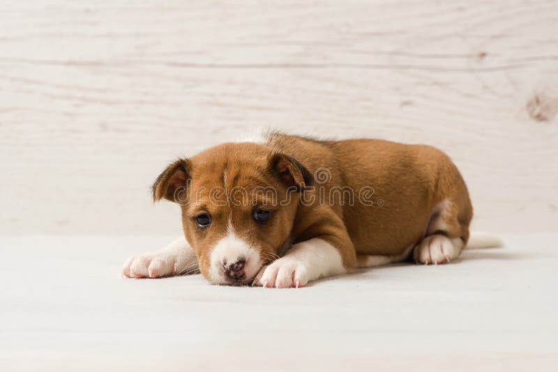 Portrait de studio de chiot mignon de brun de basenji images stock Portrait de studio de chiot mignon de brun de basenji images stock