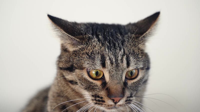 Portrait de tabby cat. drôle chaton domestique sérieux. animaux domestiques à la maison. chat affamé. ordinateur de poche à focus clips vidéos