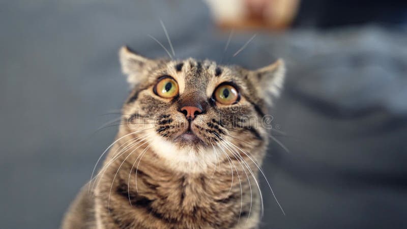 Portrait de tabby cat. drôle chaton domestique sérieux. animaux domestiques à la maison. chat affamé. ordinateur de poche à focus clips vidéos