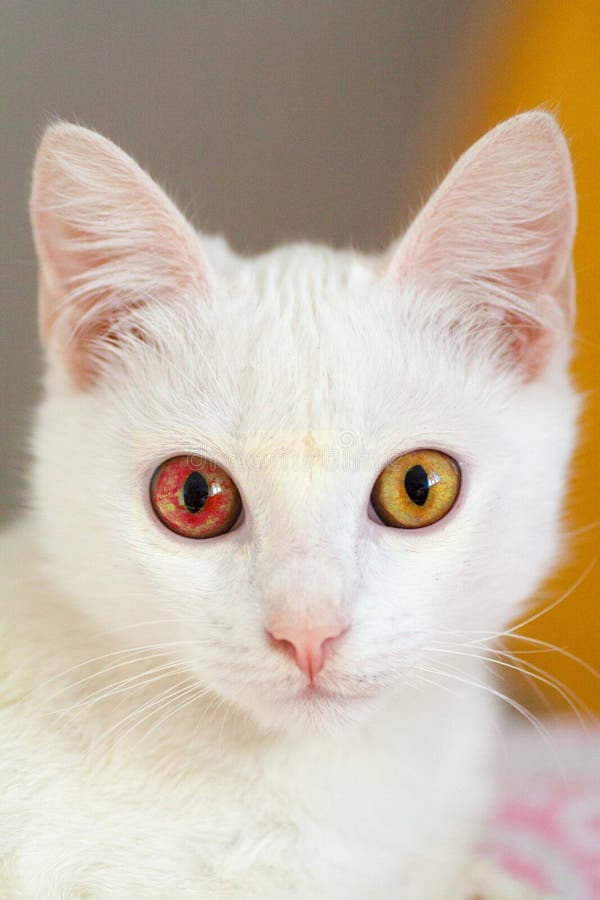Les 500+ meilleures chat œil rouge sang 312838Chat œil rouge sang