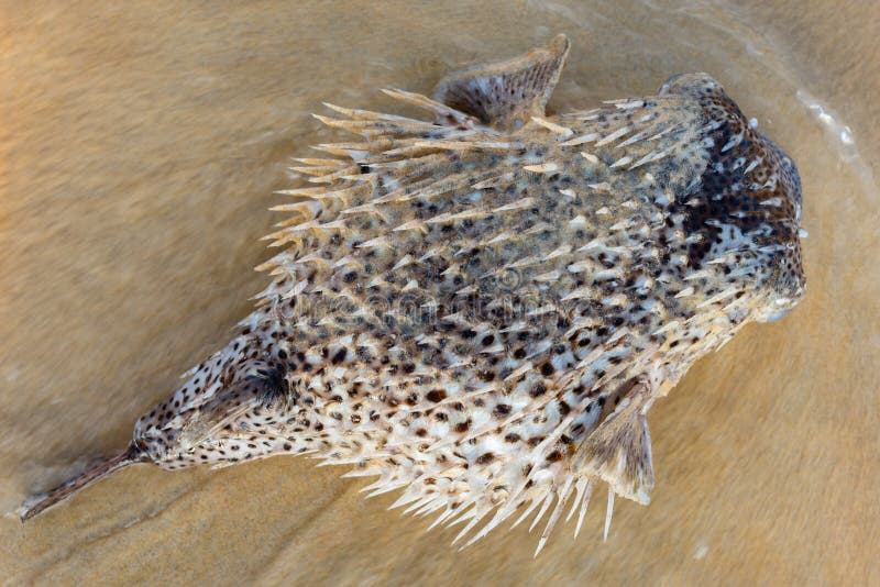 Dead pufferfish stock photo. Image of wave, washed, lying 131345380
