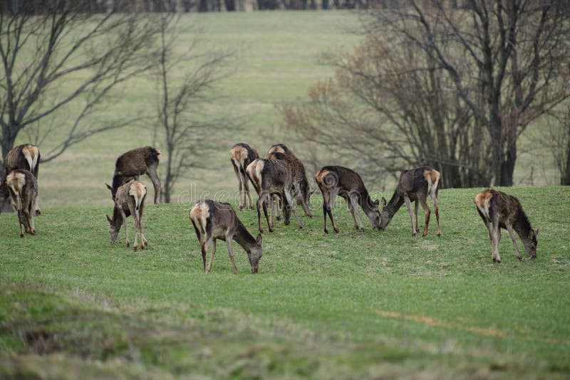 Flock of Deer hind grazing the grass near the forest in spring