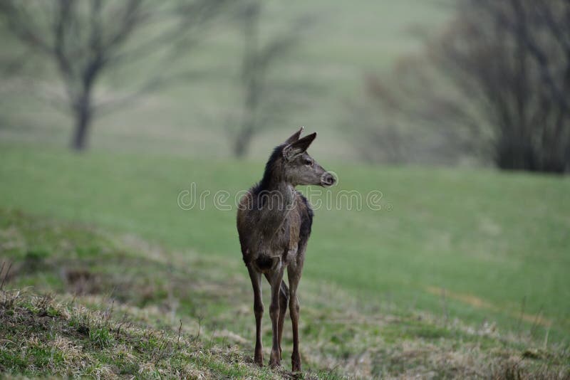 Portrét zadní hlavy jelena na jaře na zelené pastvině