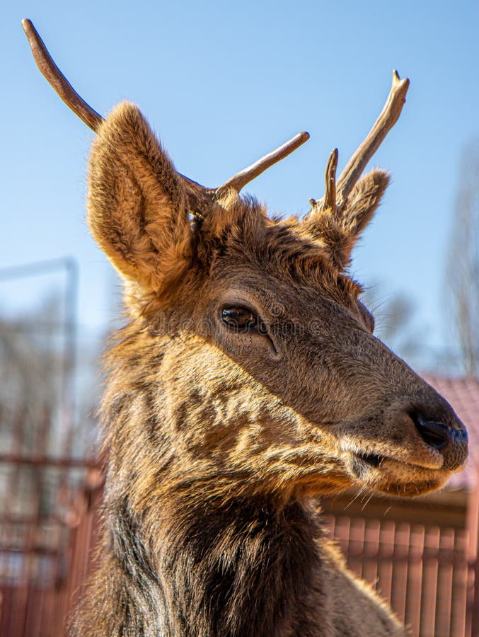 A Portrait of a Deer at the Zoo. Stock Image Image of animal