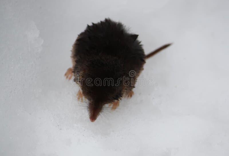Portrait der gestreiften Gras-Maus Macroscelides-proboscideus lizenzfreies stockbild Portrait der gestreiften Gras-Maus Macroscelides-proboscideus lizenzfreies stockbild