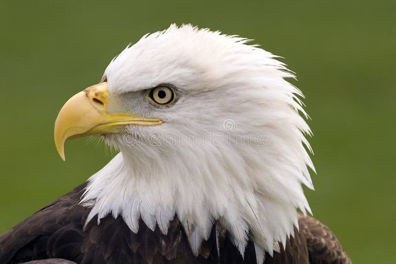 Profile of a bald eagle. Profile of a bald eagle