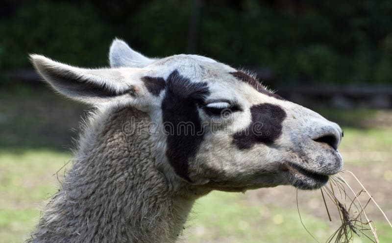 Portrait des Lamas lizenzfreie stockbilder Portrait des Lamas lizenzfreie stockbilder
