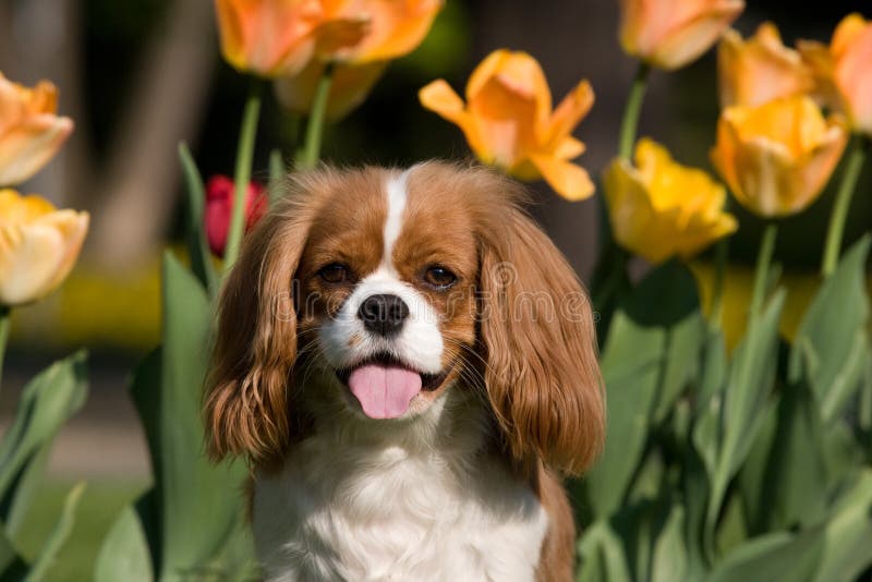 Portrait des reizenden unbekümmerten König Charles Spaniel stockfotos Portrait des reizenden unbekümmerten König Charles Spaniel stockfotos