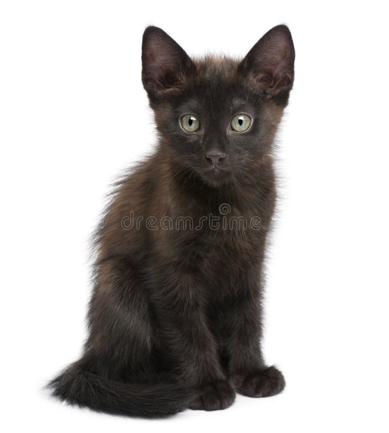 Portrait des schwarzen Kätzchens stockfotografie