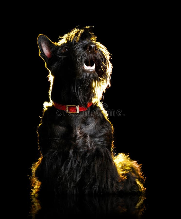 Portrait discret d'un terrier écossais noir recherchant images stock Portrait discret d'un terrier écossais noir recherchant images stock