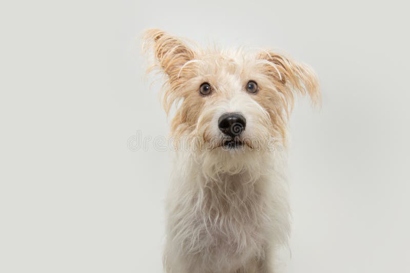 Portrait divertido zorro perro cachorro con una oreja mirando la cámara. Aislado sobre fondo blanco foto de archivo libre de regalías