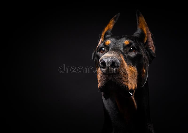 Portrait of a Doberman Dog on an Isolated Black Background Stock Photo -  Image of gaze, background: 203559124