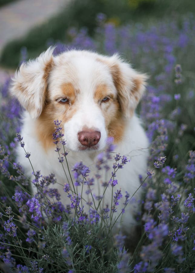 Portrait of a Dog in Blossoming Lavender Stock Photo Image of