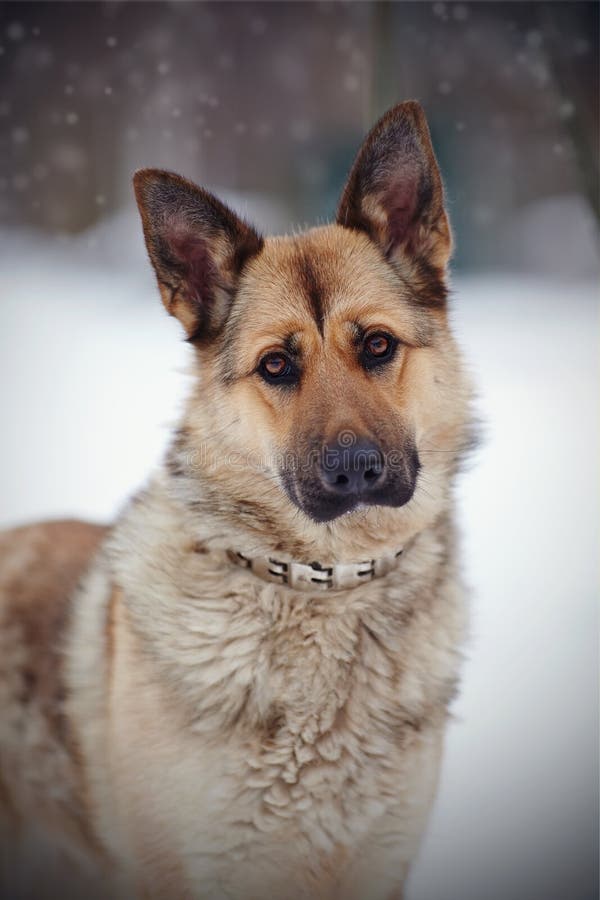 Portrait of a Dog of Breed a Sheep-dog Stock Image - Image of purebred ...