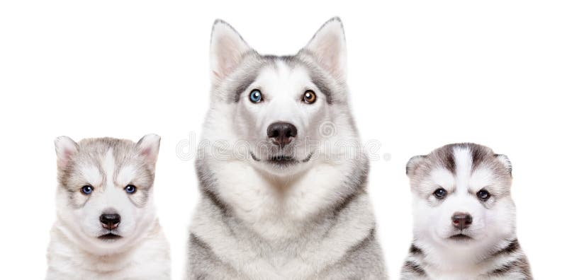 3,448 Husky Puppies Photos Free & RoyaltyFree Stock