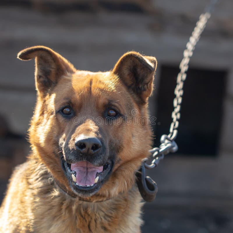 Portrait of a dog on a chain