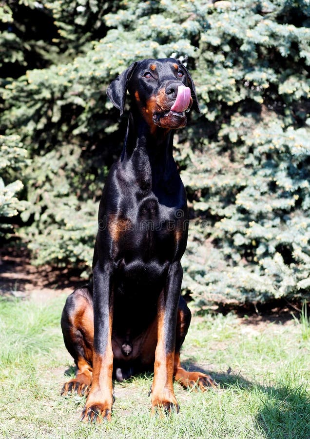 big doberman breed