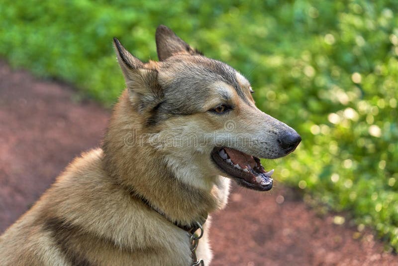 what color is a fawn dog