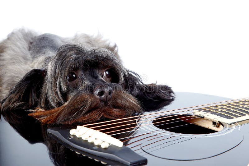 Portrait of a dog with a guitar
