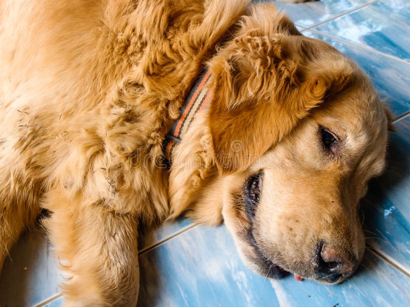 Portrait of Dog Laying on the Floor Stock Image - Image of pets, front