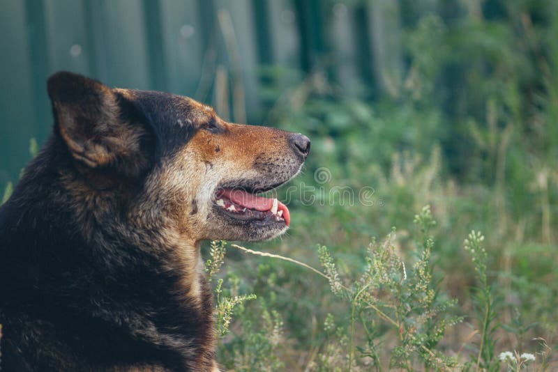 A portrait of a dog that lies on a background of green grass in the yard and looks to the side with an open mouth. Territory