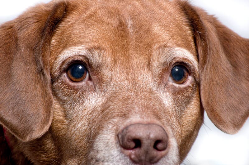 Portrait of Dog Looking at Camera Stock Photo Image of eyes, nose