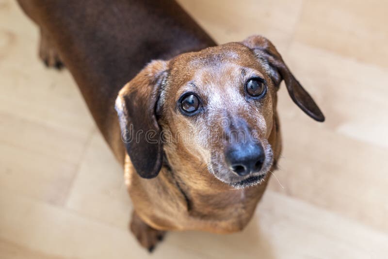 Portrait of a Dog, Red Dachshund, Stock Image Image of young, funny