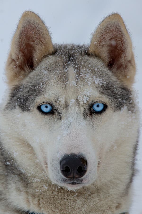 Portrait of a Dog in Snow Flakes. Lovely Blue-eyed Husky from the Sled ...