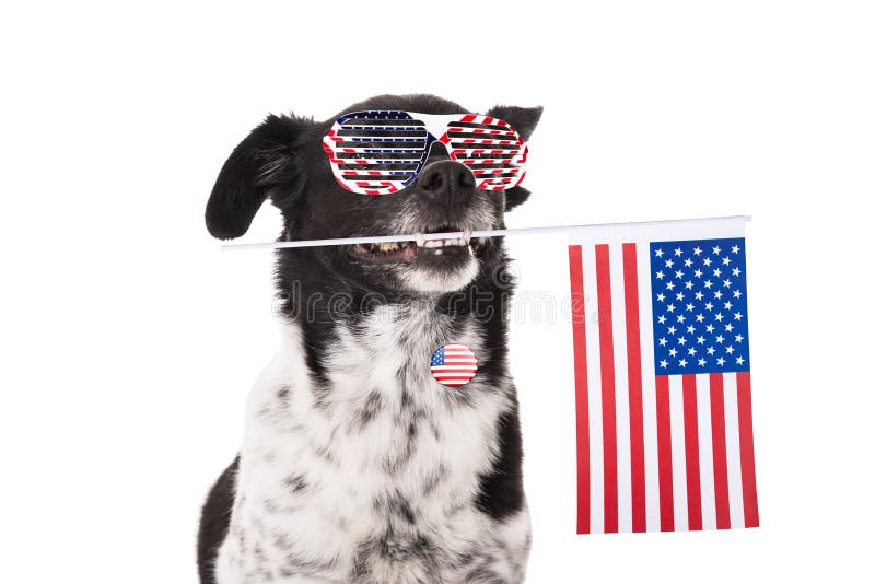 Dog Holding American Flag In His Mouth stock photography Dog Holding American Flag In His Mouth stock photography