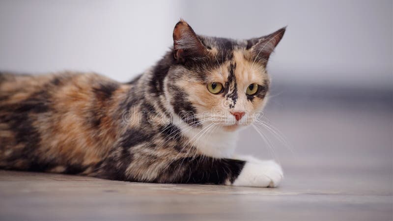 Portrait of a Domestic Cat of a Multi-colored Color Stock Photo - Image