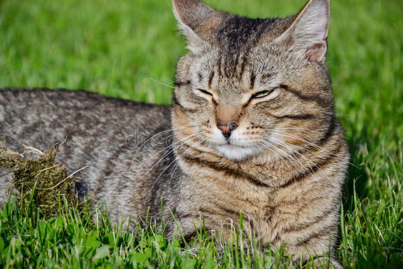 domestic short haired tabby cat domestic short haired tabby cat