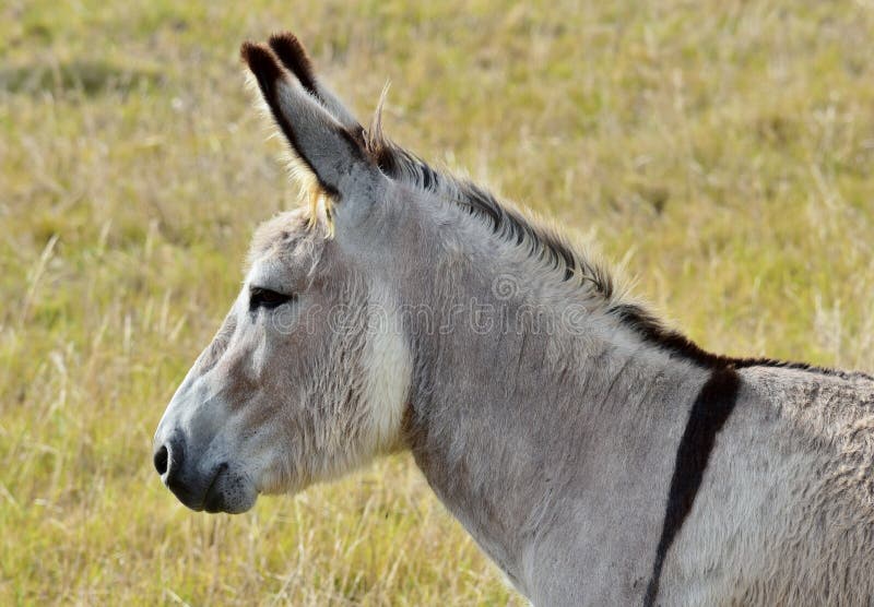 Cute Donkey Images Download 5490 Royalty Free Photos Page 2