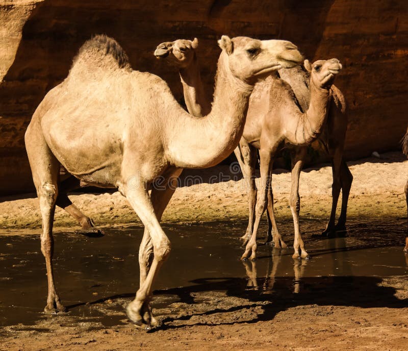 274 Drinking Camels Stock Photos Free Royalty Free Stock Photos From Dreamstime