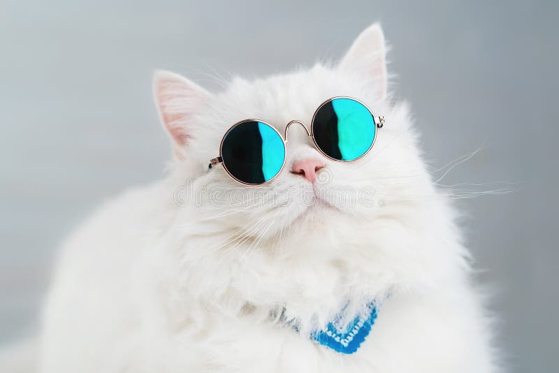 Portrait Du Chat Pelucheux Droit Des Montagnes Avec De Longs Cheveux Et Lunettes De Soleil Rondes Mode Style Concept Animal Fra Image Stock Image Du Drole Chaton