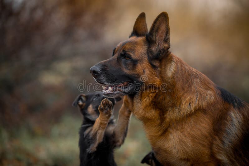 Portrait du chien de berger allemand masculin avec le chiot extérieur