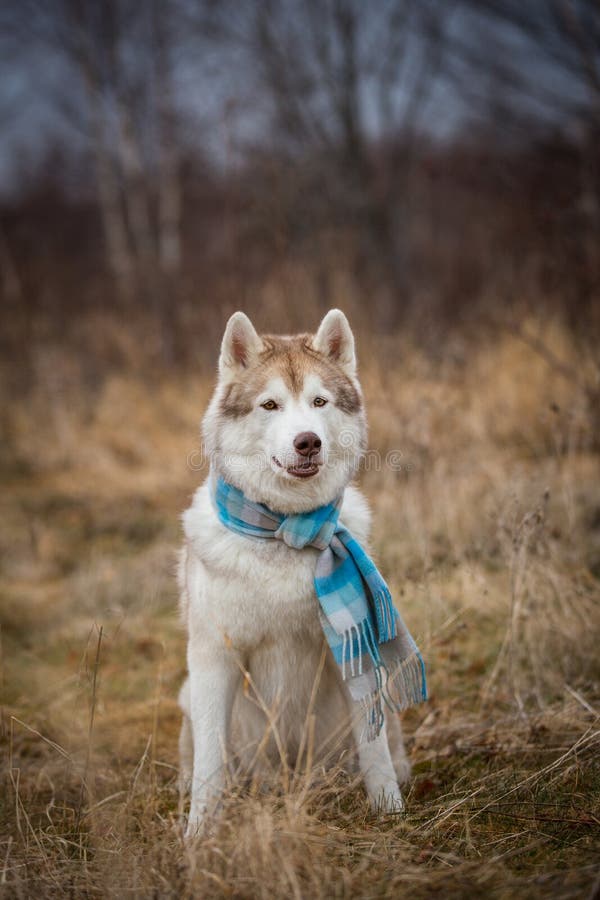 Portrait du chien de traîneau sibérien de race magnifique, mignonne et heureuse de chien se reposant dans l'écharpe à carreaux bl images stock Portrait du chien de traîneau sibérien de race magnifique, mignonne et heureuse de chien se reposant dans l'écharpe à carreaux bl images stock