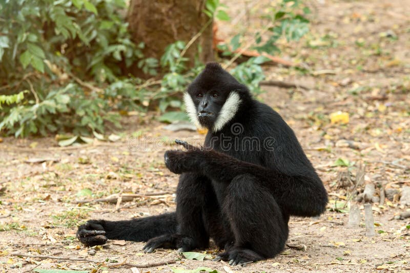 Portrait du gibbon blanc-cheeked de gibbon noir reposant et trouvant la nourriture image libre de droits Portrait du gibbon blanc-cheeked de gibbon noir reposant et trouvant la nourriture image libre de droits